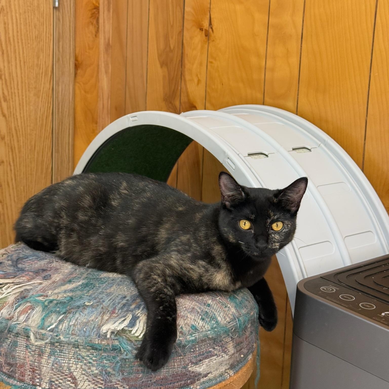 Hazel, a Adoptable Domestic Short Hair in Kent, WA image 2/5