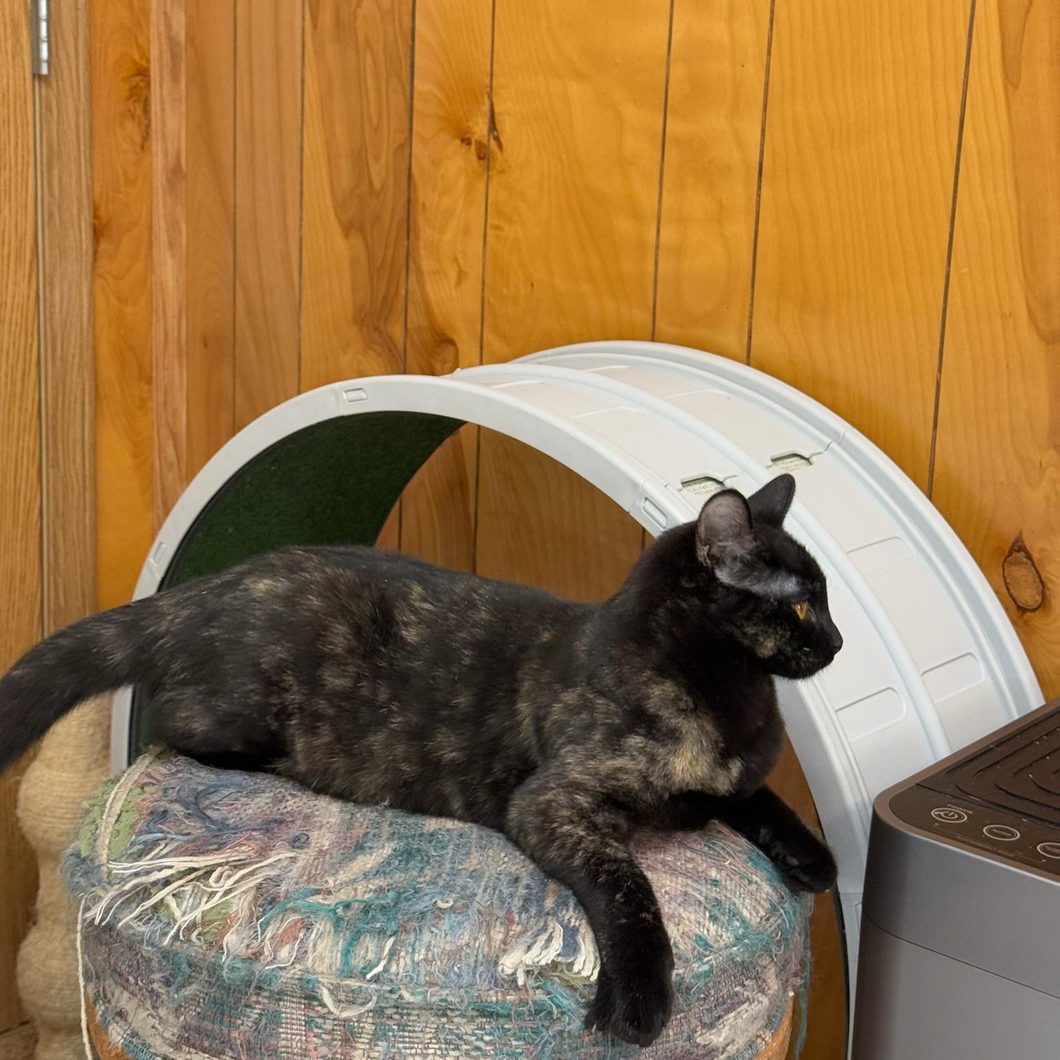 Hazel, a Adoptable Domestic Short Hair in Kent, WA image 5/5