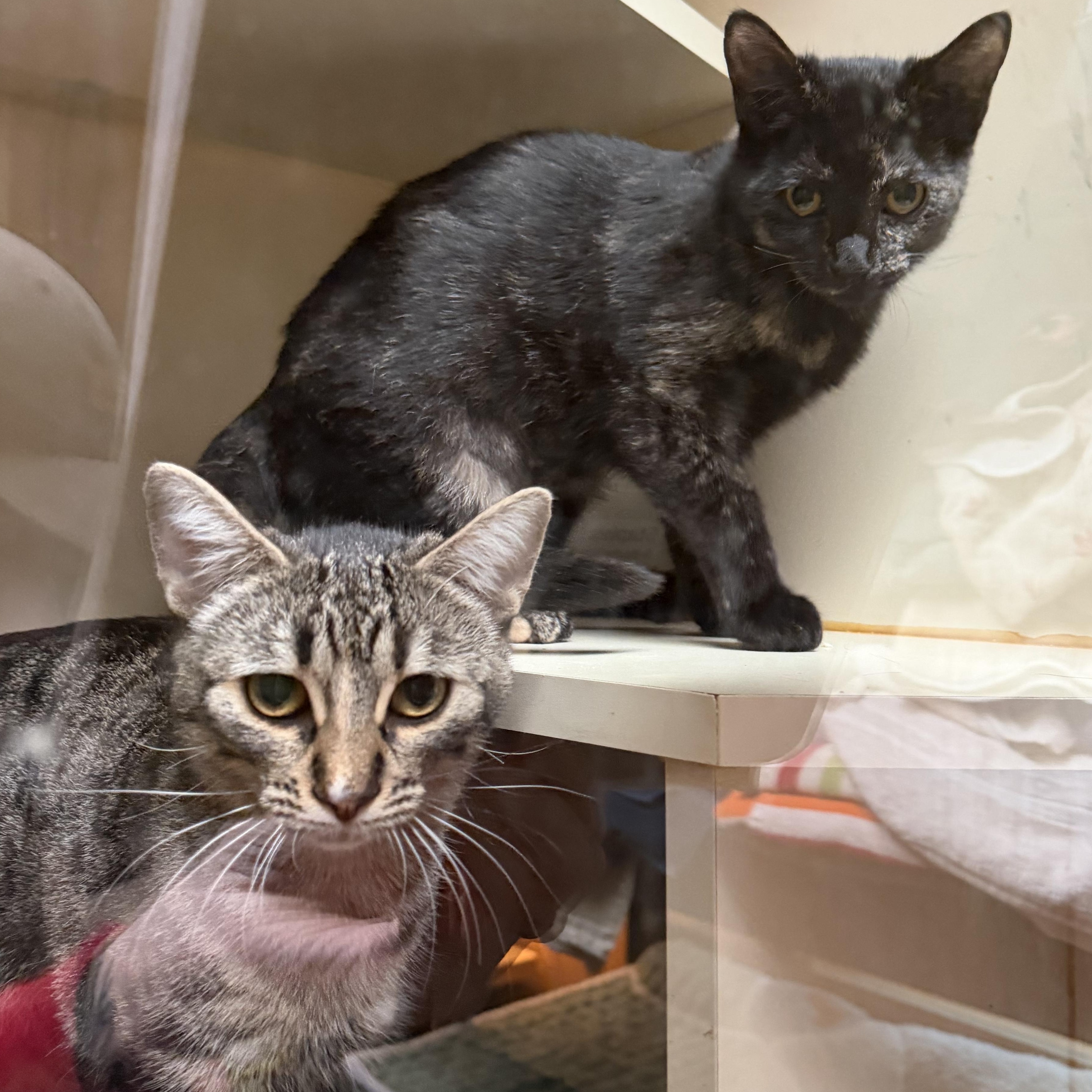 Enlarge Hazel, a Adoptable Domestic Short Hair in Kent, WA image 3/3