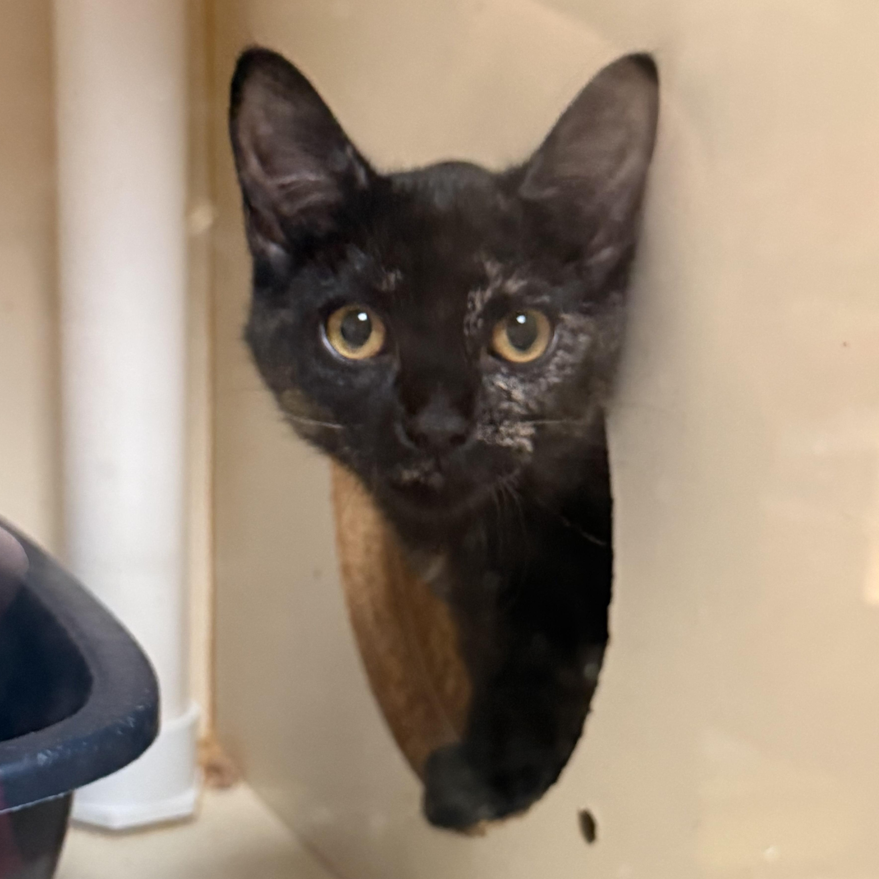 Hazel, Adoptable, Kitten Female Domestic Short Hair.