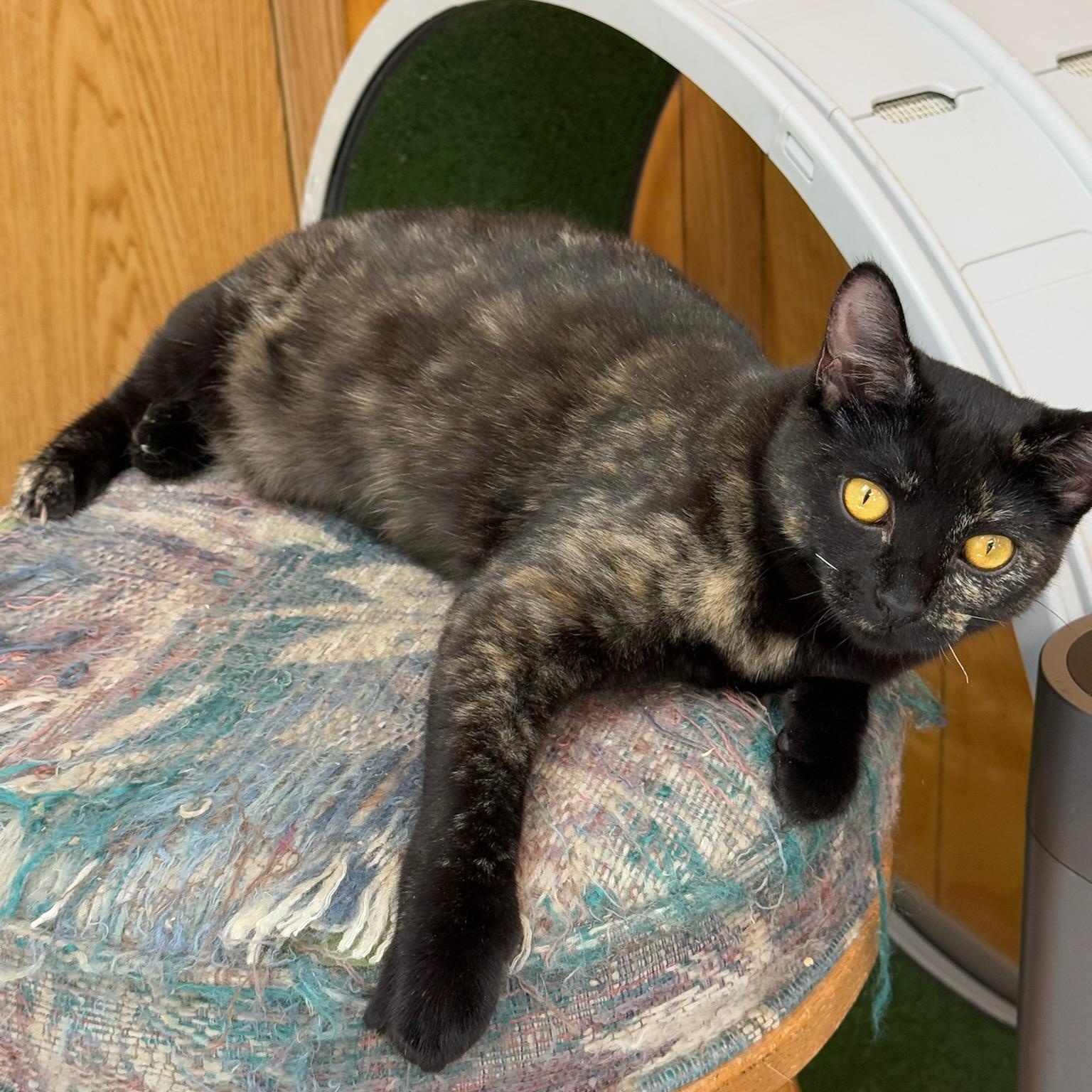 Hazel, a Adoptable Domestic Short Hair in Kent, WA image 1/5