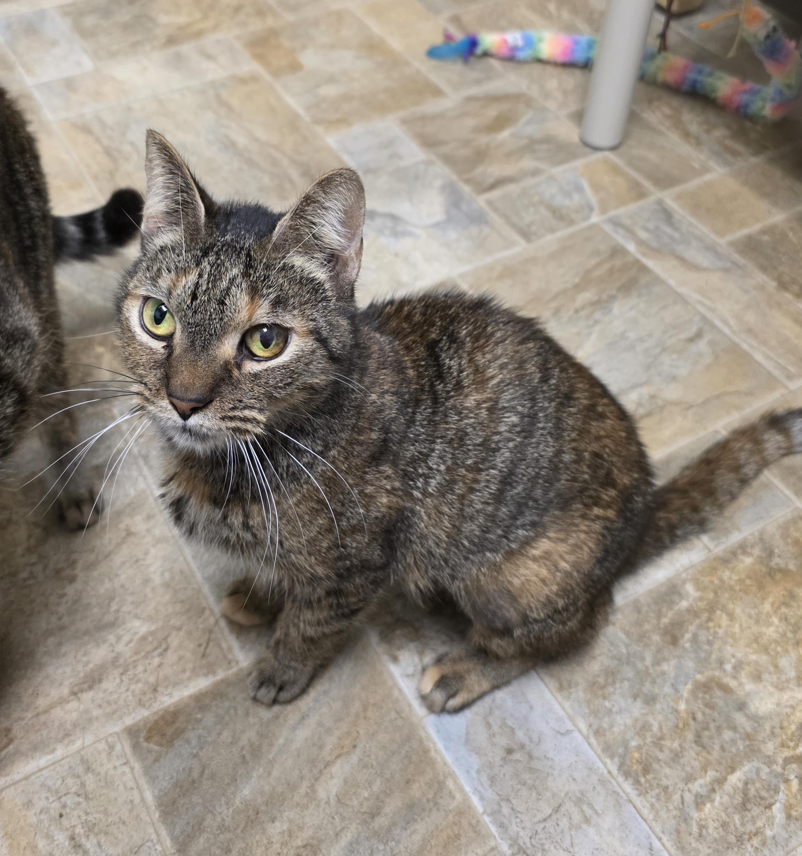 Ginger, Adoptable, Adult Female Tabby.