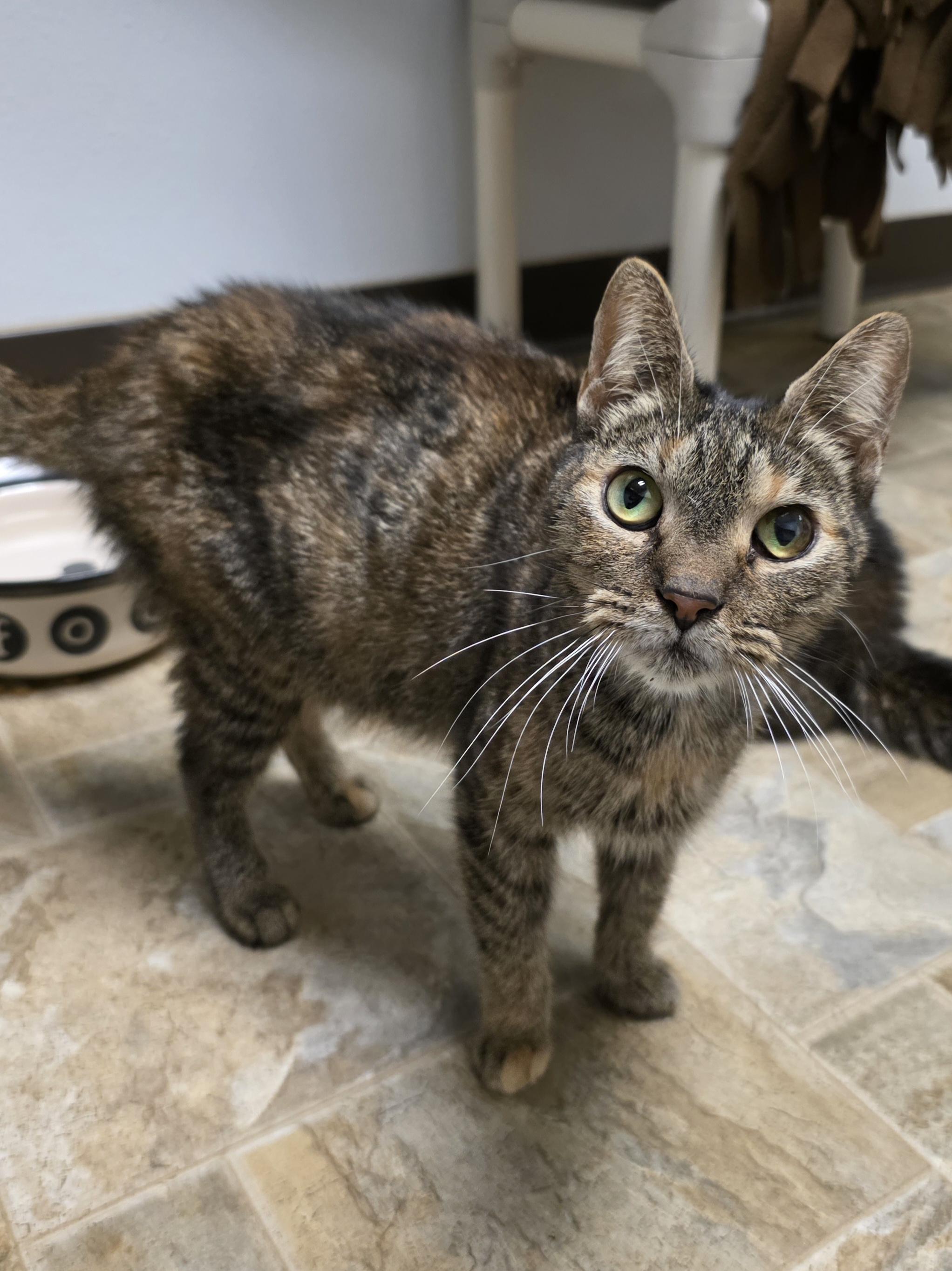 Enlarge Ginger, a Adoptable mixed breed in Dodgeville, WI image 3/3