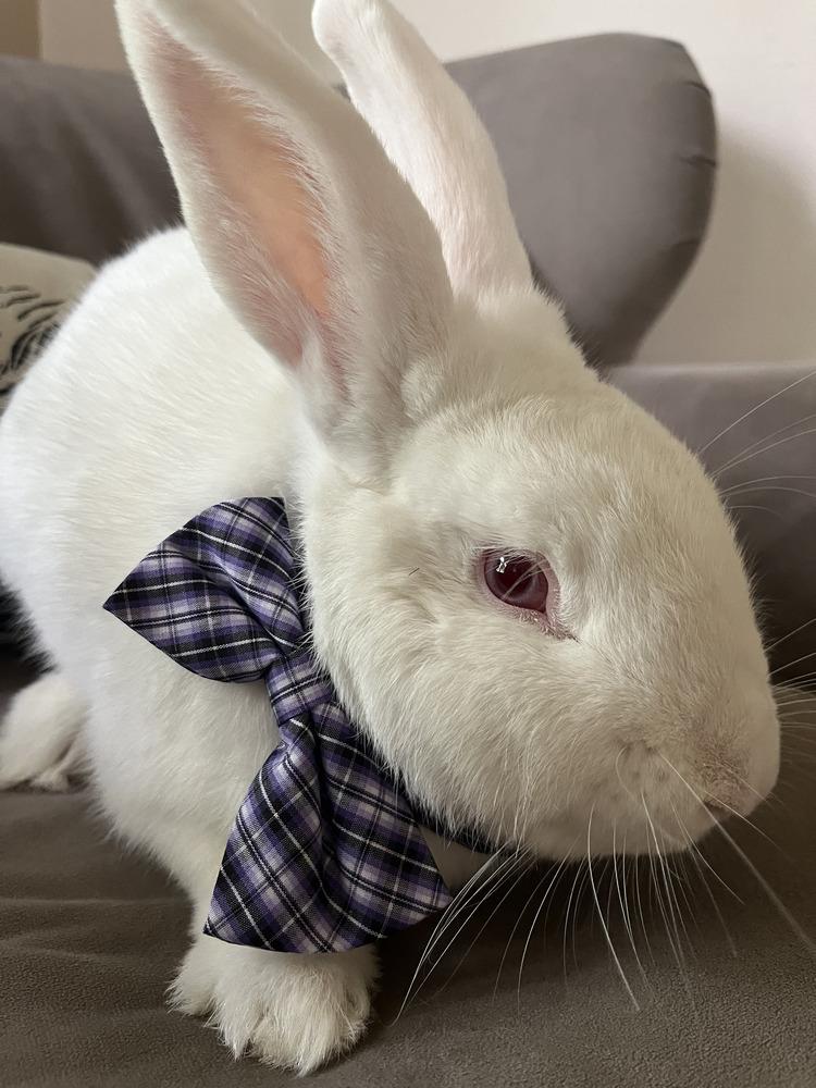 Cadbury, Adoptable, Young Male New Zealand.
