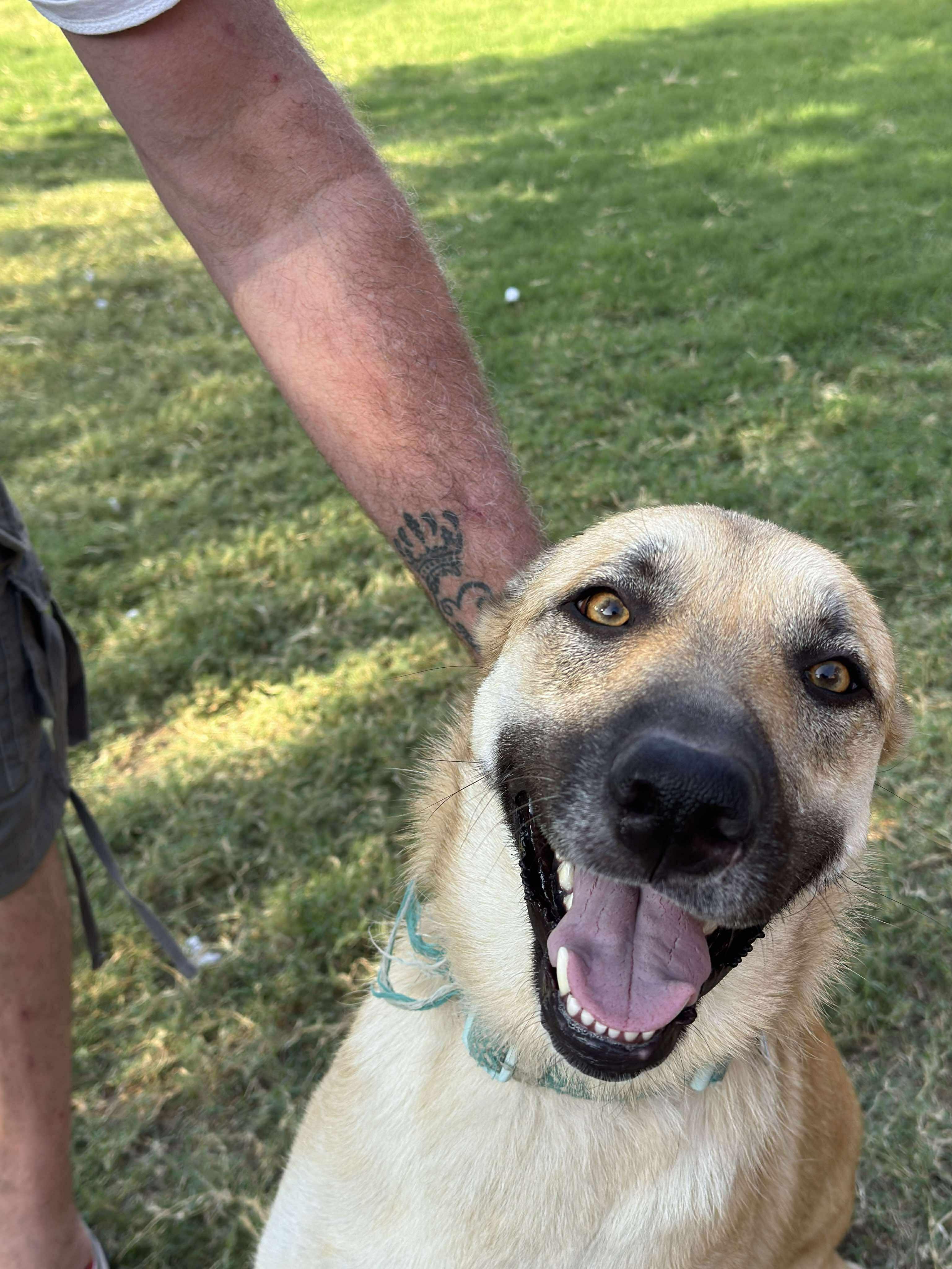 Luna, Adoptable, Young Female Labrador Retriever.