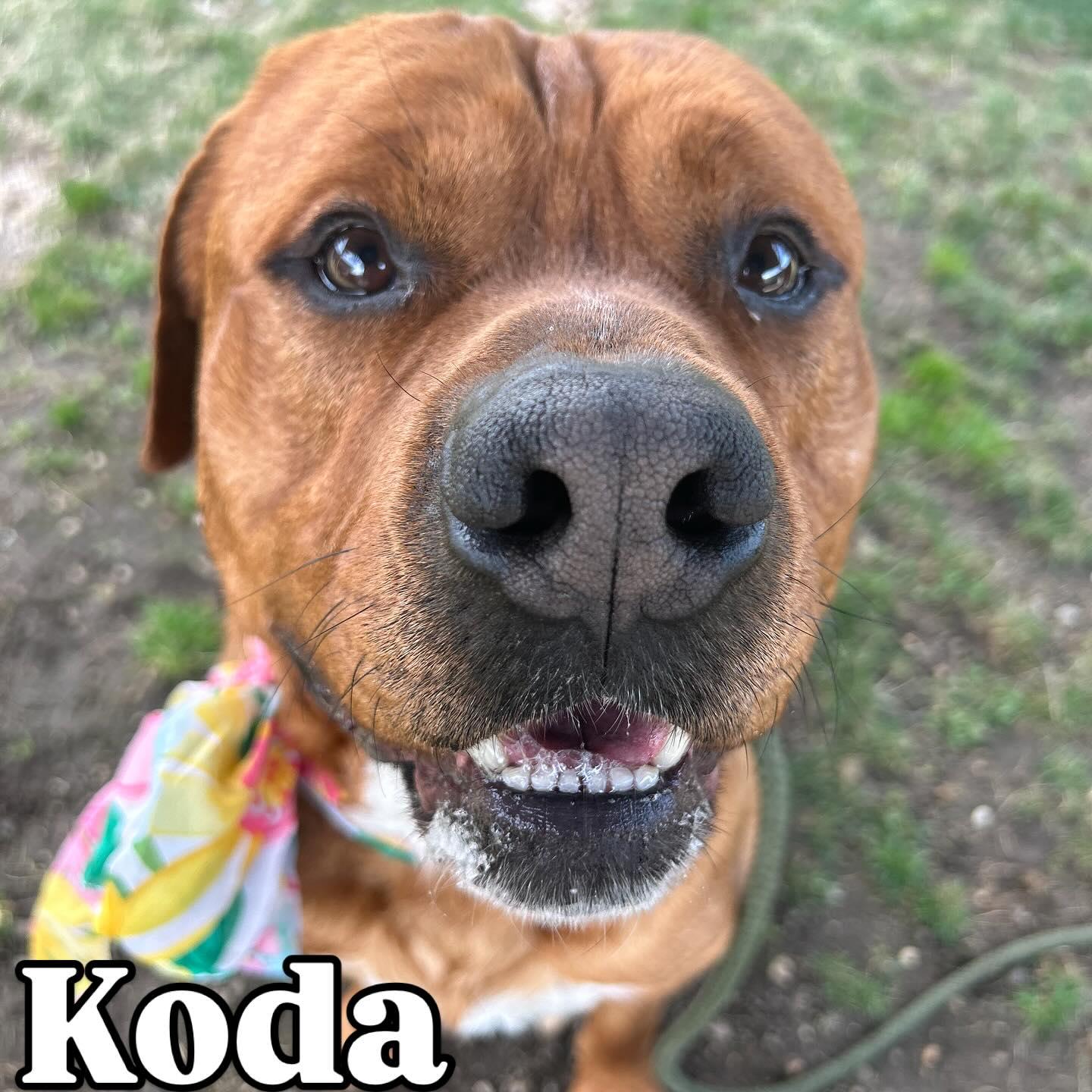 Koda Tag #270, Adoptable, Young Male Rottweiler & Pit Bull Terrier.