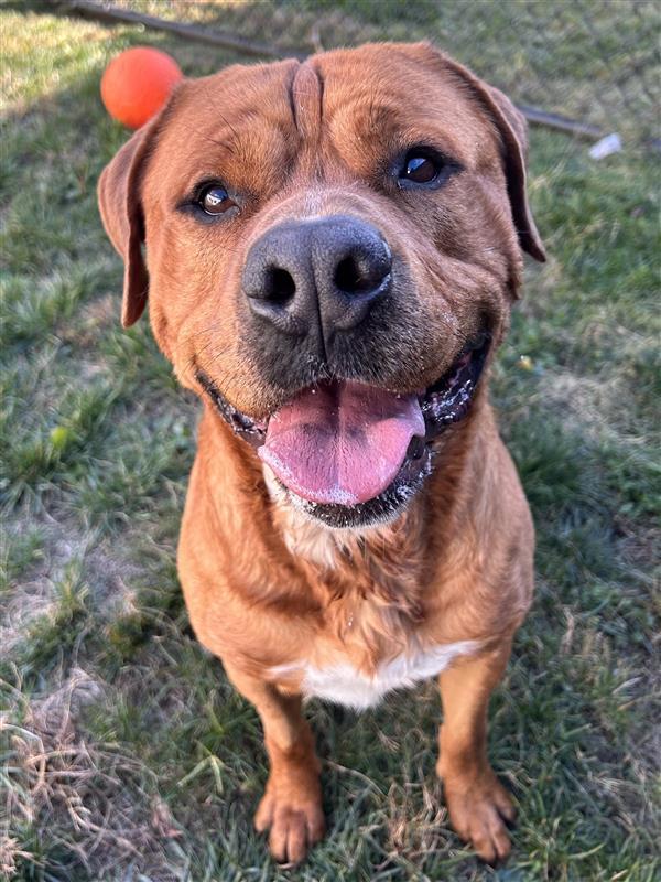 Koda Tag #270, Adoptable, Young Male Rottweiler & Pit Bull Terrier.