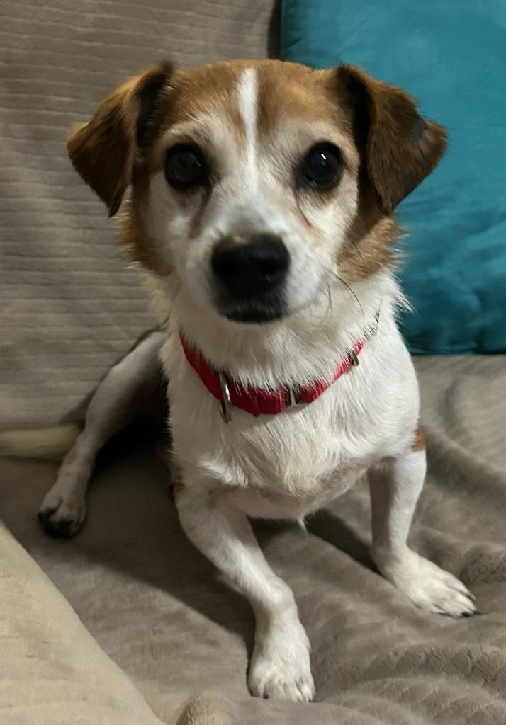 Frederick, Adopted, Senior Male Chihuahua & Mixed Breed.