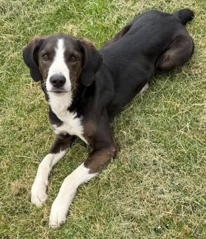 Enlarge Cheyanne, a Adoptable mixed breed in Baraboo, WI image 1/3