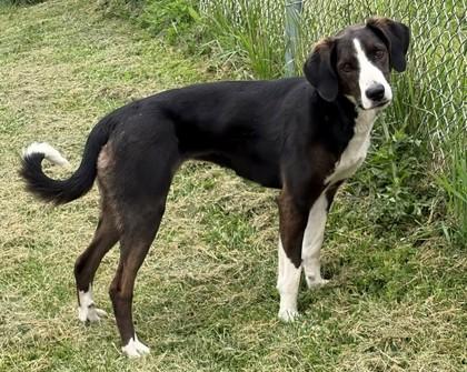 Enlarge Cheyanne, a Adoptable mixed breed in Baraboo, WI image 2/3