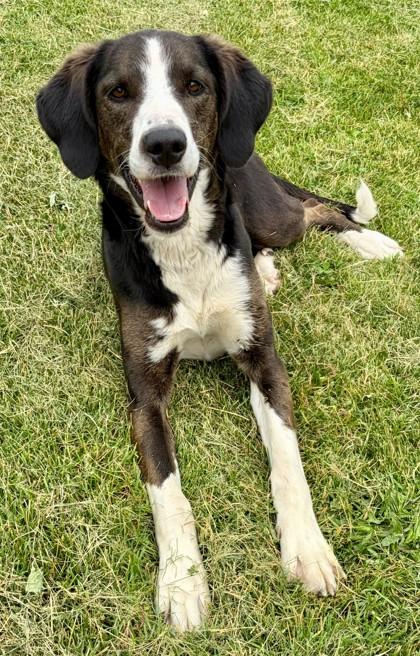 Enlarge Cheyanne, a Adoptable mixed breed in Baraboo, WI image 3/3
