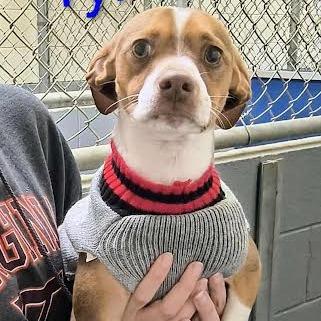 Poppa *adoption pending*, Adoptable, Young Male Chihuahua & Mixed Breed.