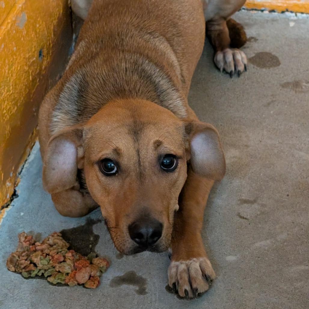 Bambi, a Adoptable Mixed Breed in Berkeley Springs, WV image 1/2