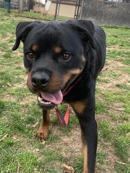 Zikki, Adoptable, Adult Male Mixed Breed.