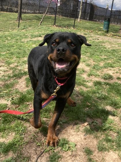 Zikki, Adoptable, Adult Male Mixed Breed.