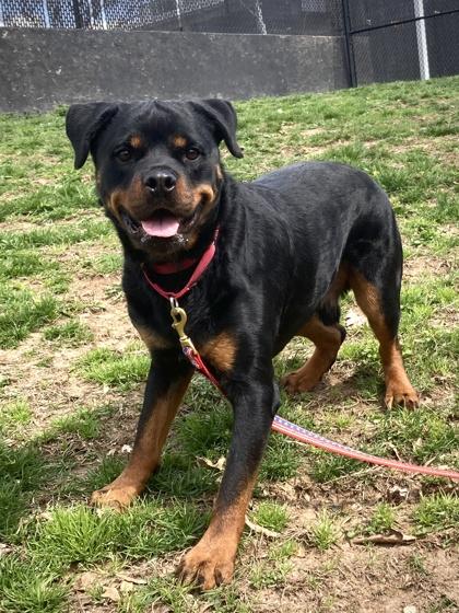 Enlarge Zikki, a Adoptable Mixed Breed in Fairfax, VA image 2/3