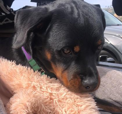 Enlarge Zikki, a Adoptable Mixed Breed in Fairfax, VA image 3/3