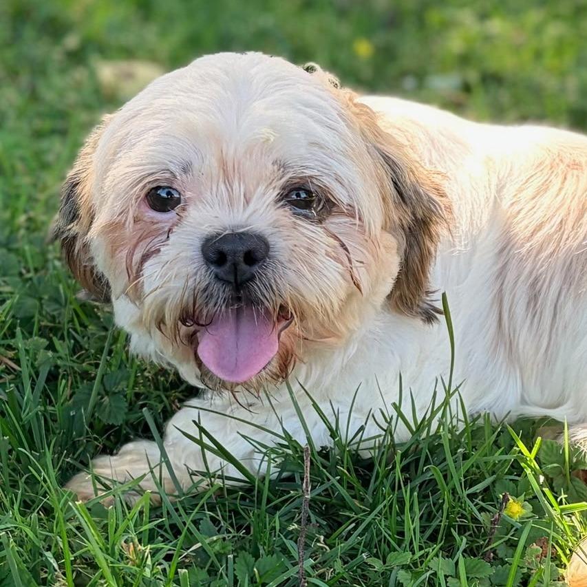 Petunia, Adoptable, Adult Female Shih Tzu.