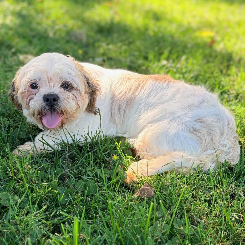 Enlarge Petunia, a Adoptable Shih Tzu in Cincinnati, OH image 2/3