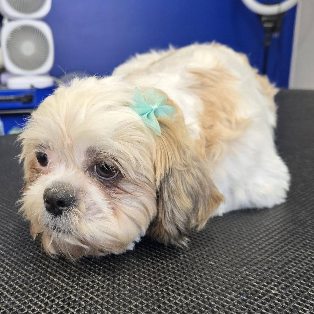 Enlarge Petunia, a Adoptable Shih Tzu in Cincinnati, OH image 3/3