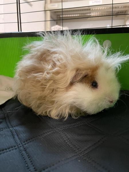 Wig, a Adoptable mixed breed in Oakland, NJ image 1/2