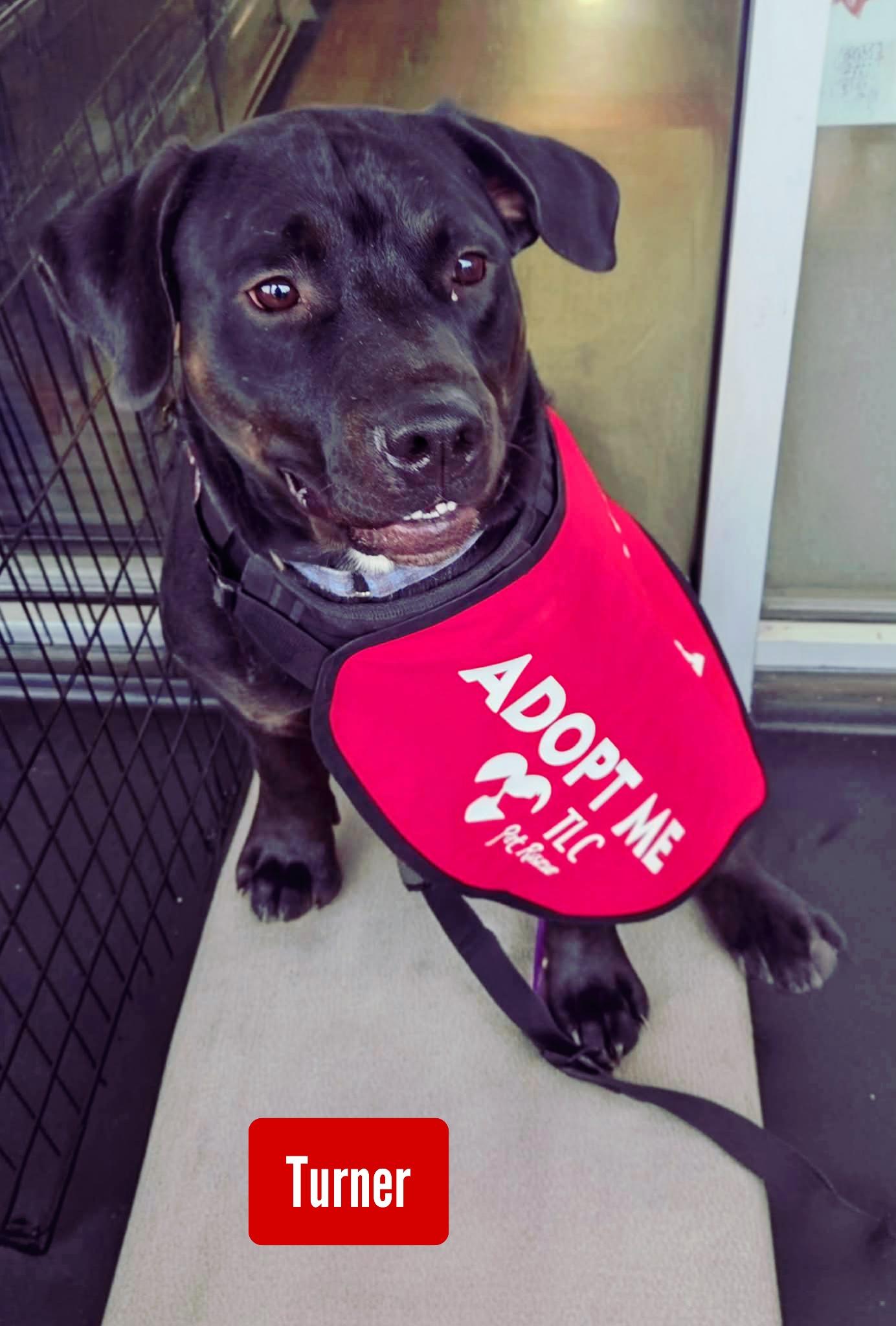 Enlarge Turner, a Adoptable mixed breed in Stockbridge, GA image 3/3