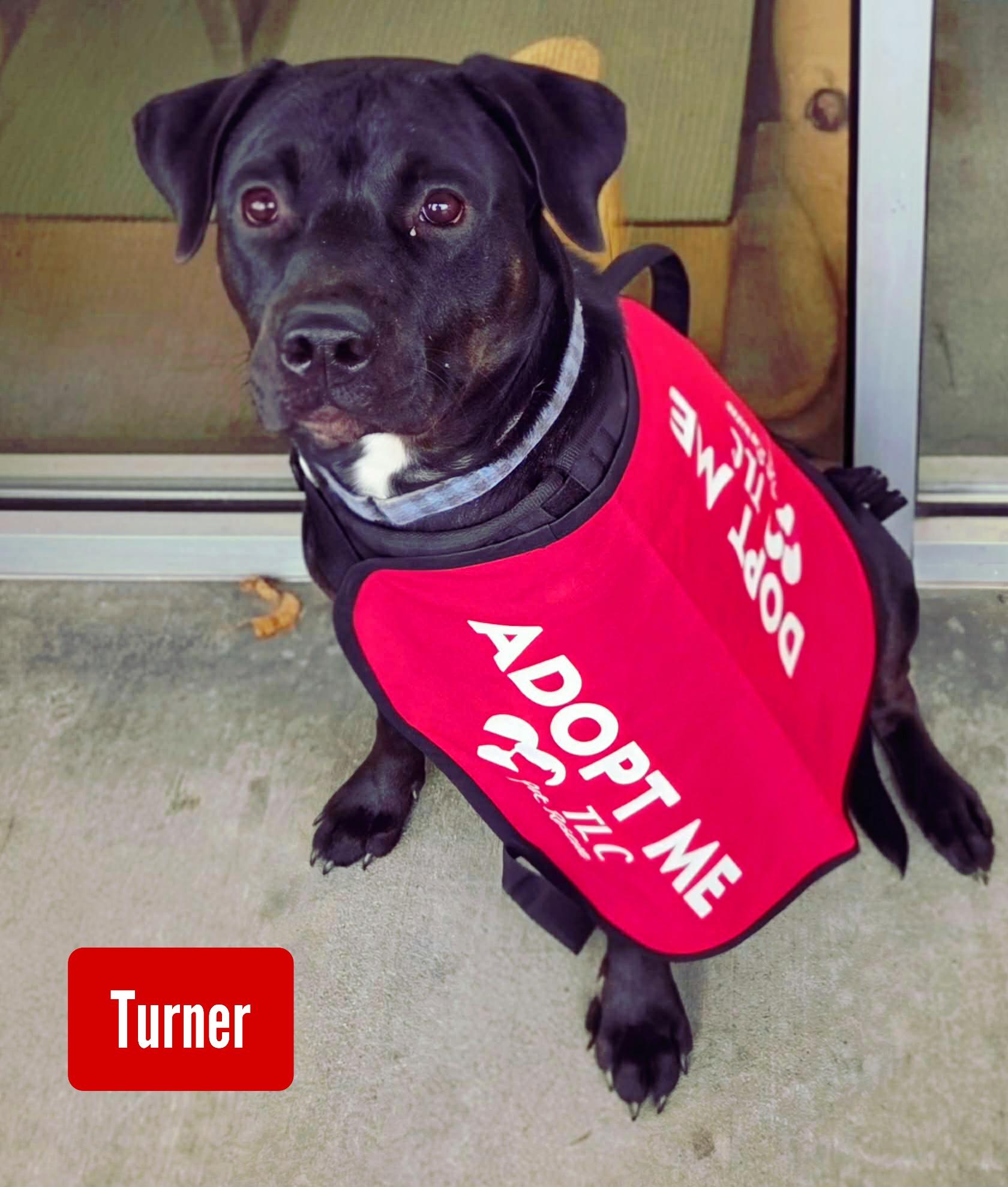 Enlarge Turner, a Adoptable mixed breed in Stockbridge, GA image 2/3