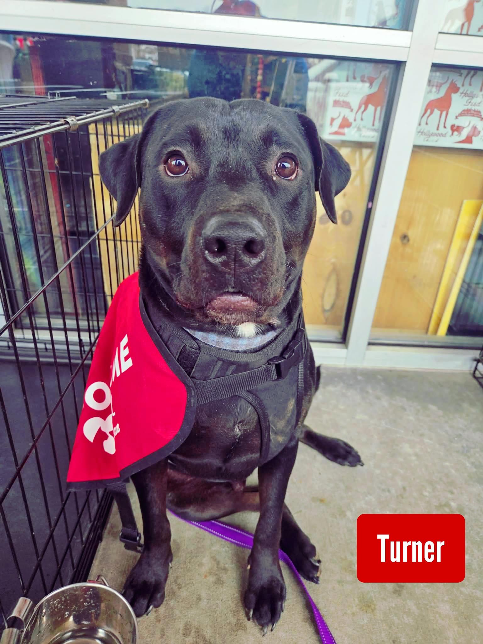 Turner, Adoptable, Adult Male Black Labrador Retriever.