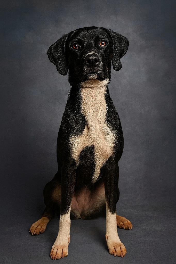 Lulu, a Adopted mixed breed in Hardeeville, SC image 1/3