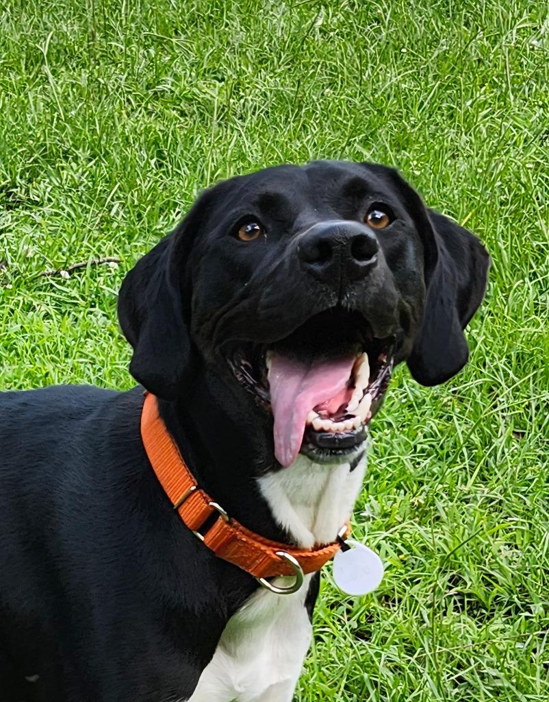 Lulu, a Adopted mixed breed in Hardeeville, SC image 2/3