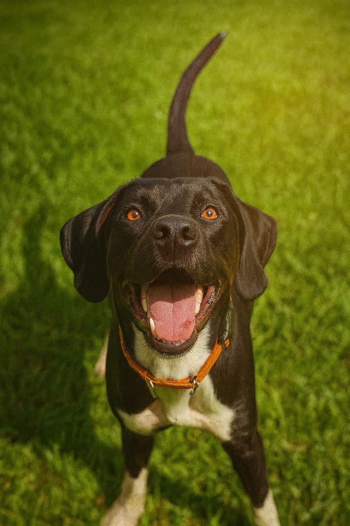 Lulu, a Adopted mixed breed in Hardeeville, SC image 3/3