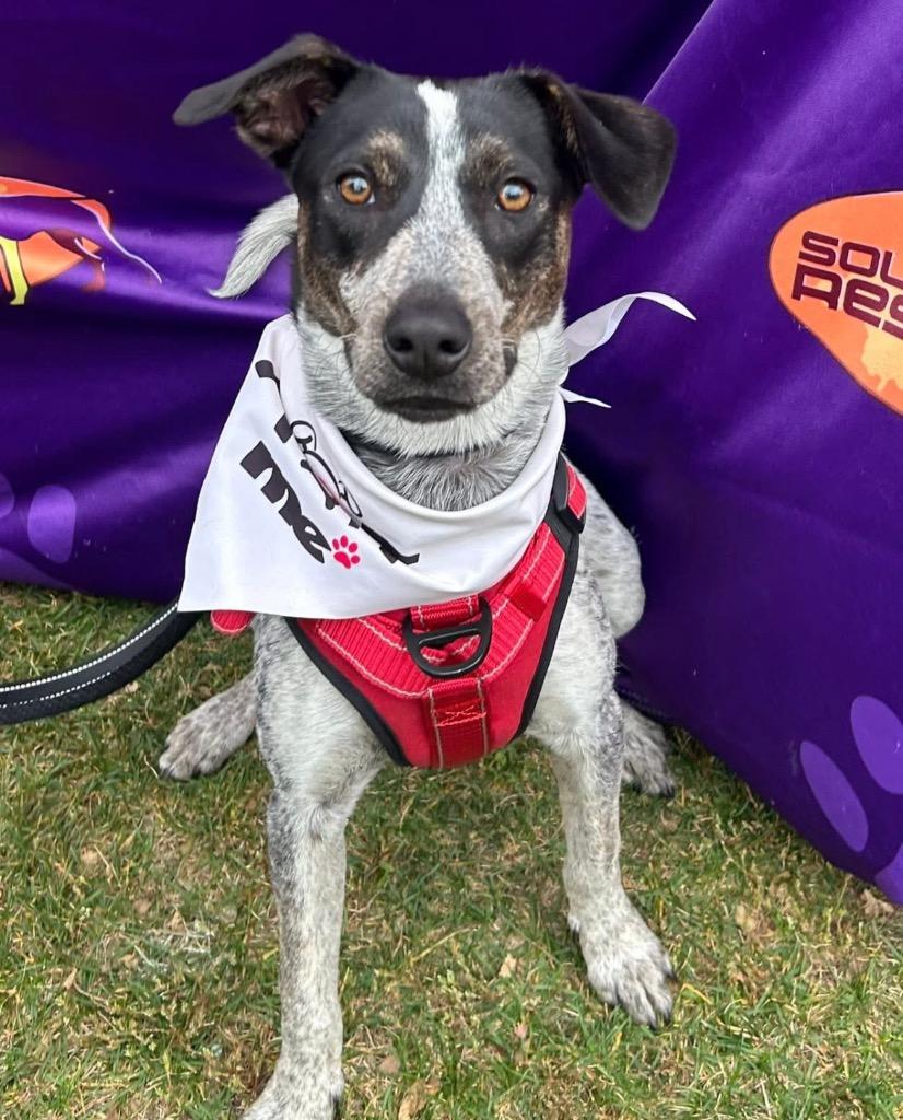 Enlarge Standford, a Adoptable Cattle Dog in Fort Lupton, CO image 1/6