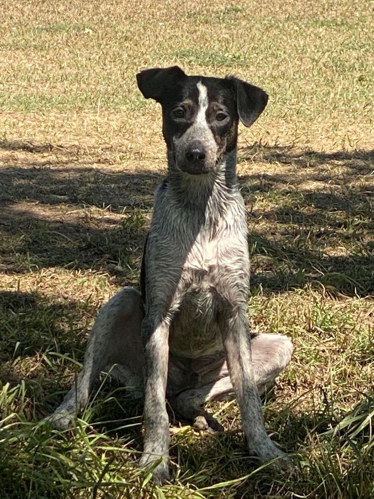 Enlarge Standford, a Adoptable Cattle Dog in Fort Lupton, CO image 2/6