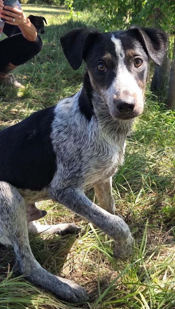 Enlarge Standford, a Adoptable Cattle Dog in Fort Lupton, CO image 3/6