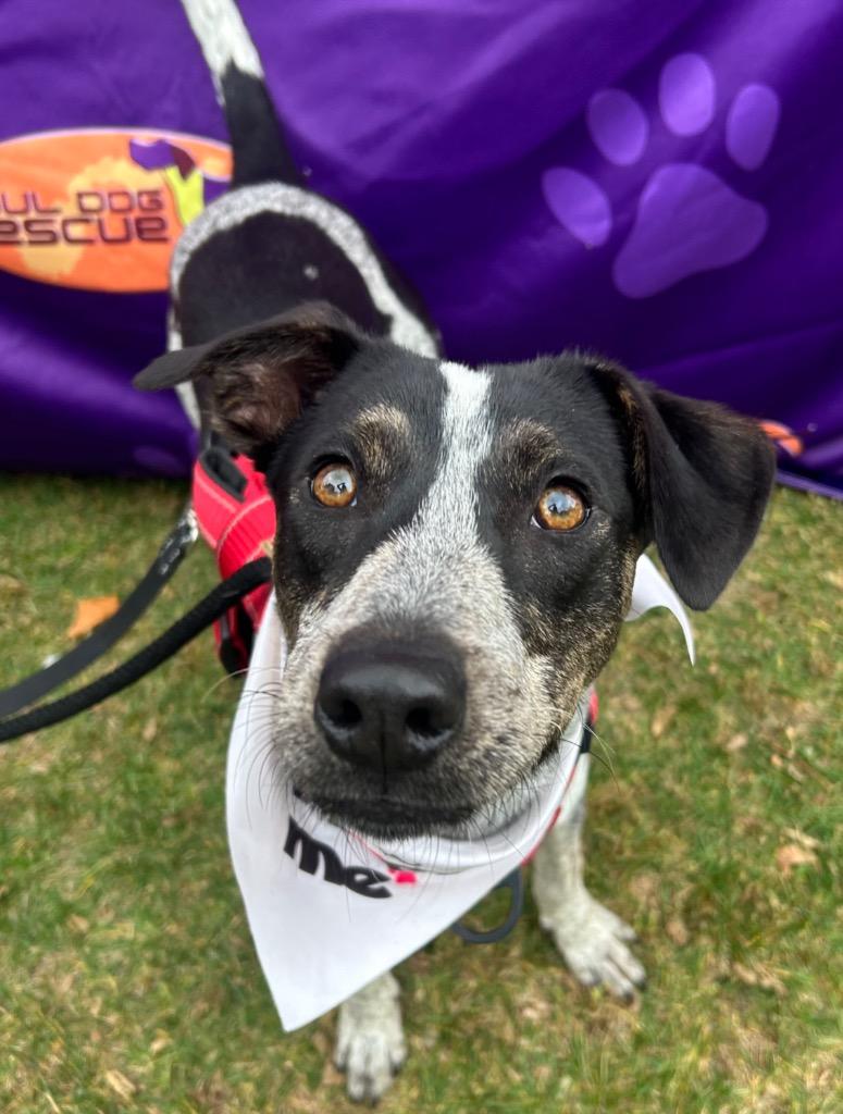 Enlarge Standford, a Adoptable Cattle Dog in Fort Lupton, CO image 4/6