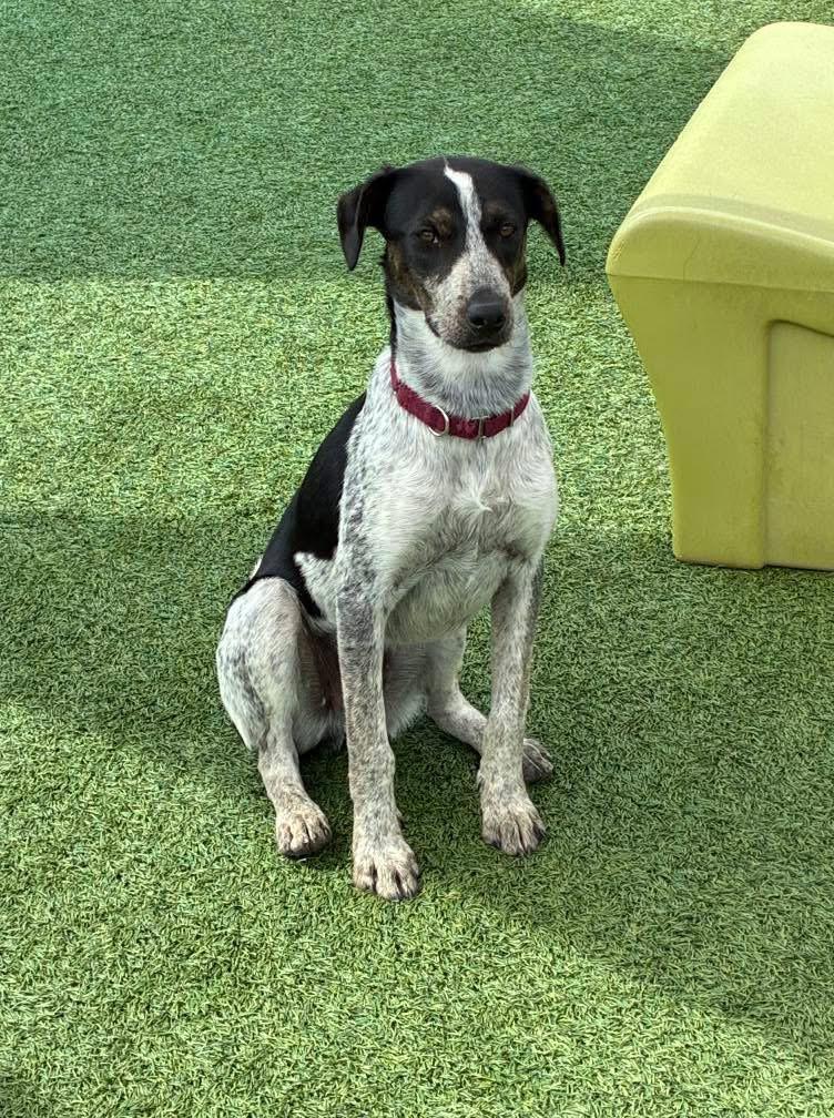 Enlarge Standford, a Adoptable Cattle Dog in Fort Lupton, CO image 5/6