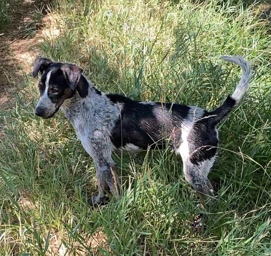 Enlarge Standford, a Adoptable Cattle Dog in Fort Lupton, CO image 6/6