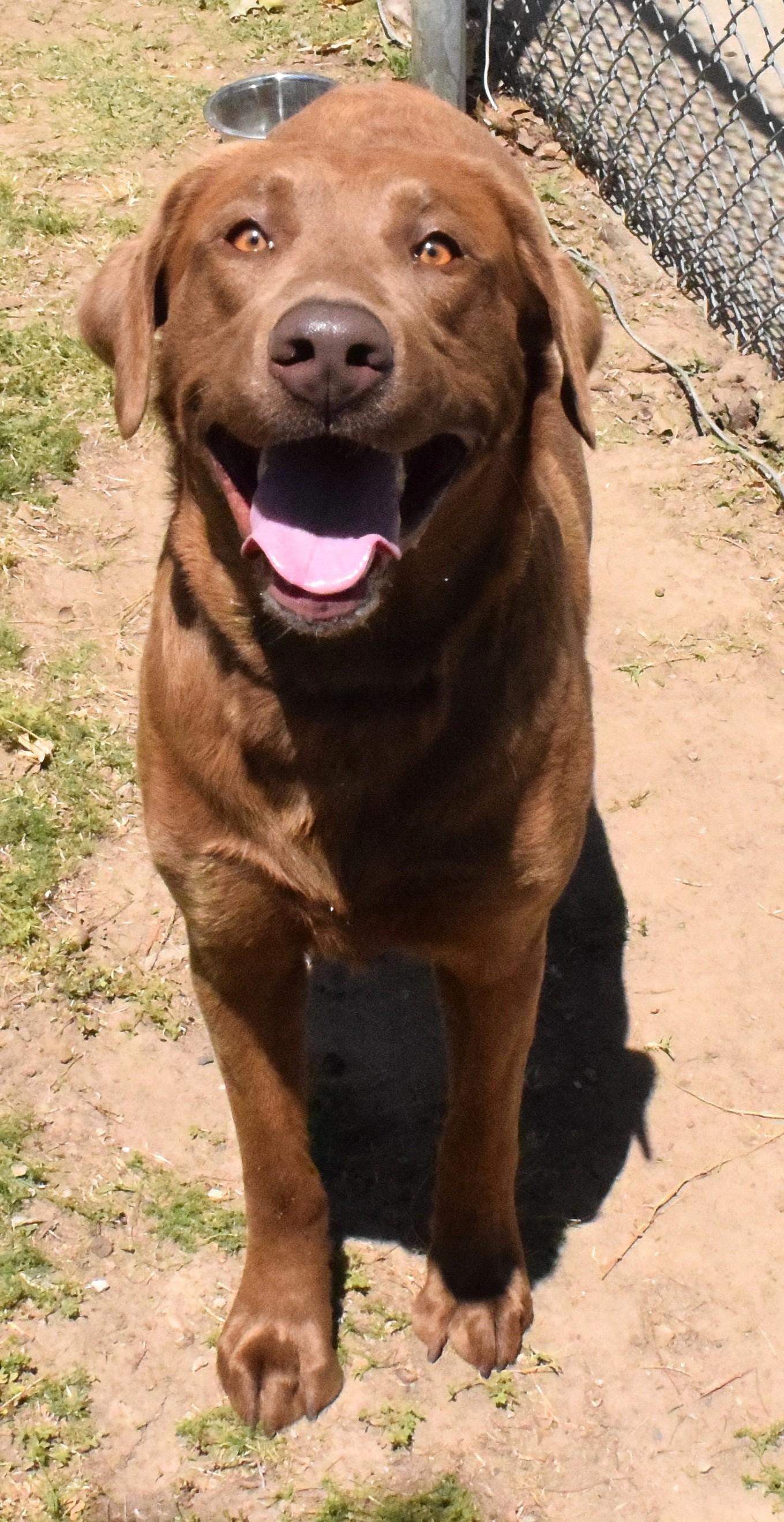 22203 "King", ADOPTABLE, Adult Male Labrador Retriever.