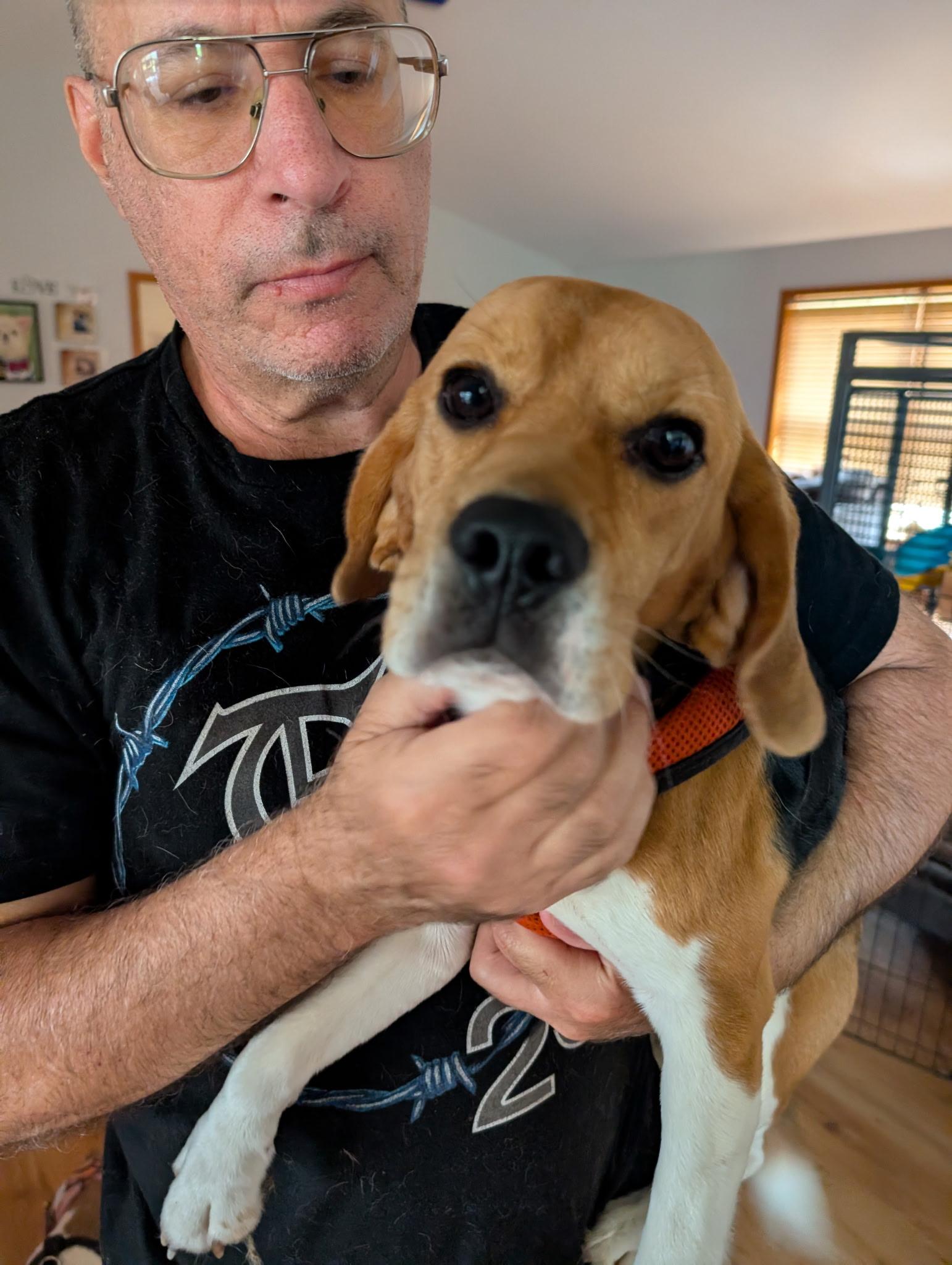 Enlarge Finn, a ADOPTABLE Beagle in Union Grove, WI image 3/5