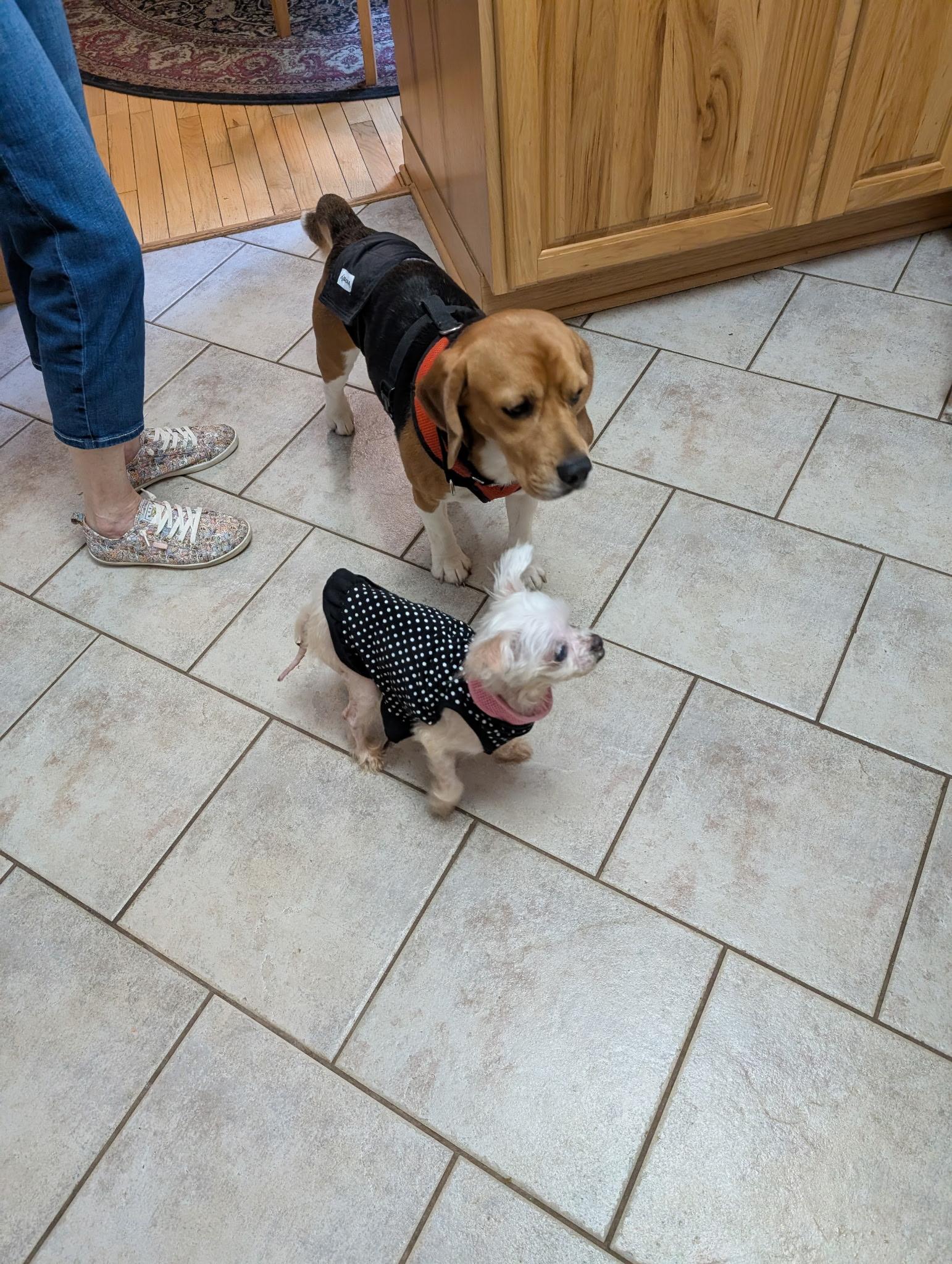 Enlarge Finn, a ADOPTABLE Beagle in Union Grove, WI image 4/5