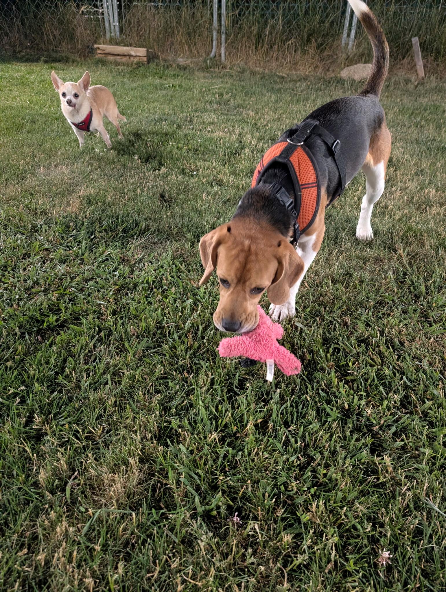 Enlarge Finn, a ADOPTABLE Beagle in Union Grove, WI image 5/5