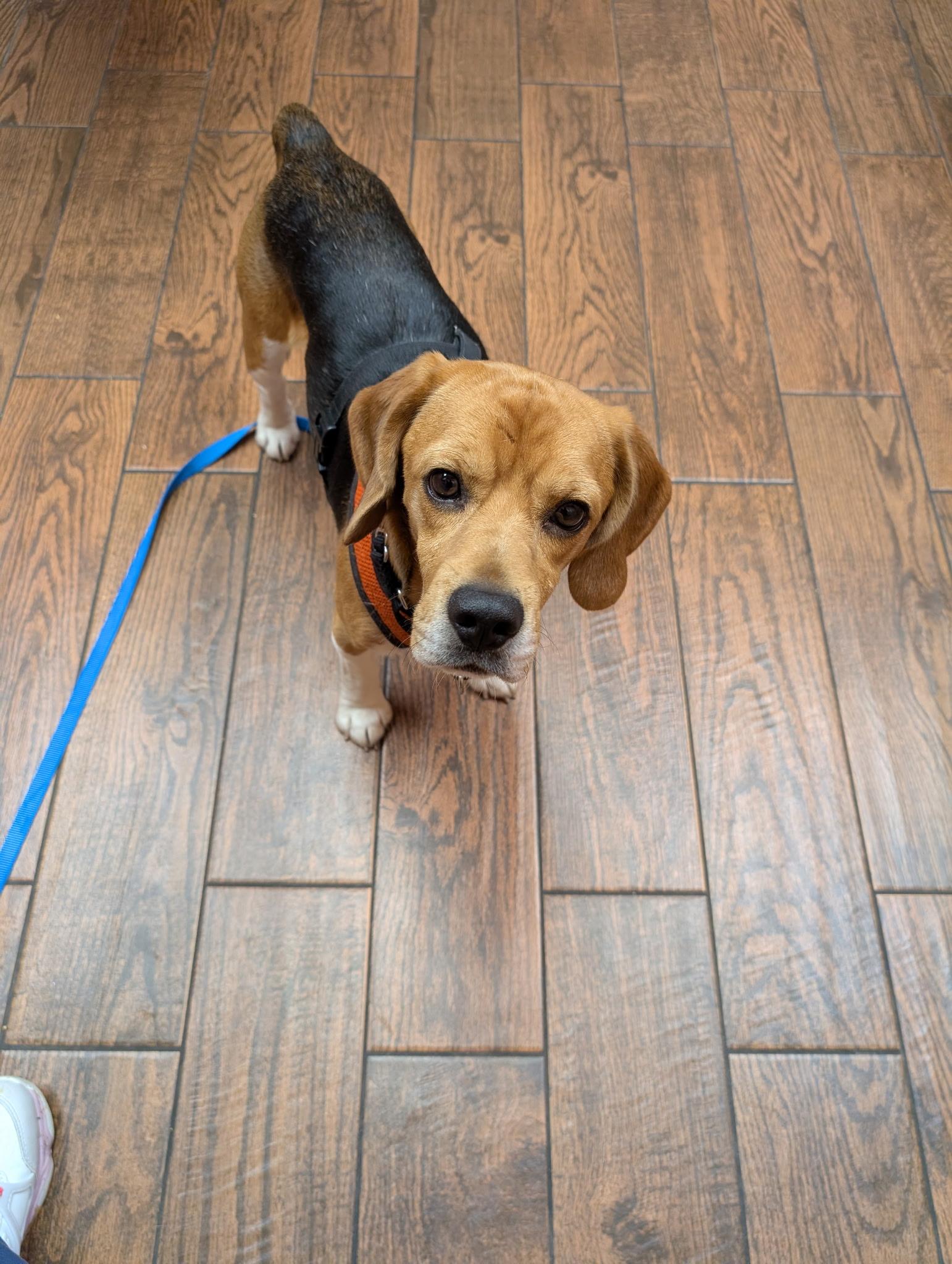 Finn, ADOPTABLE, Young Male Beagle.