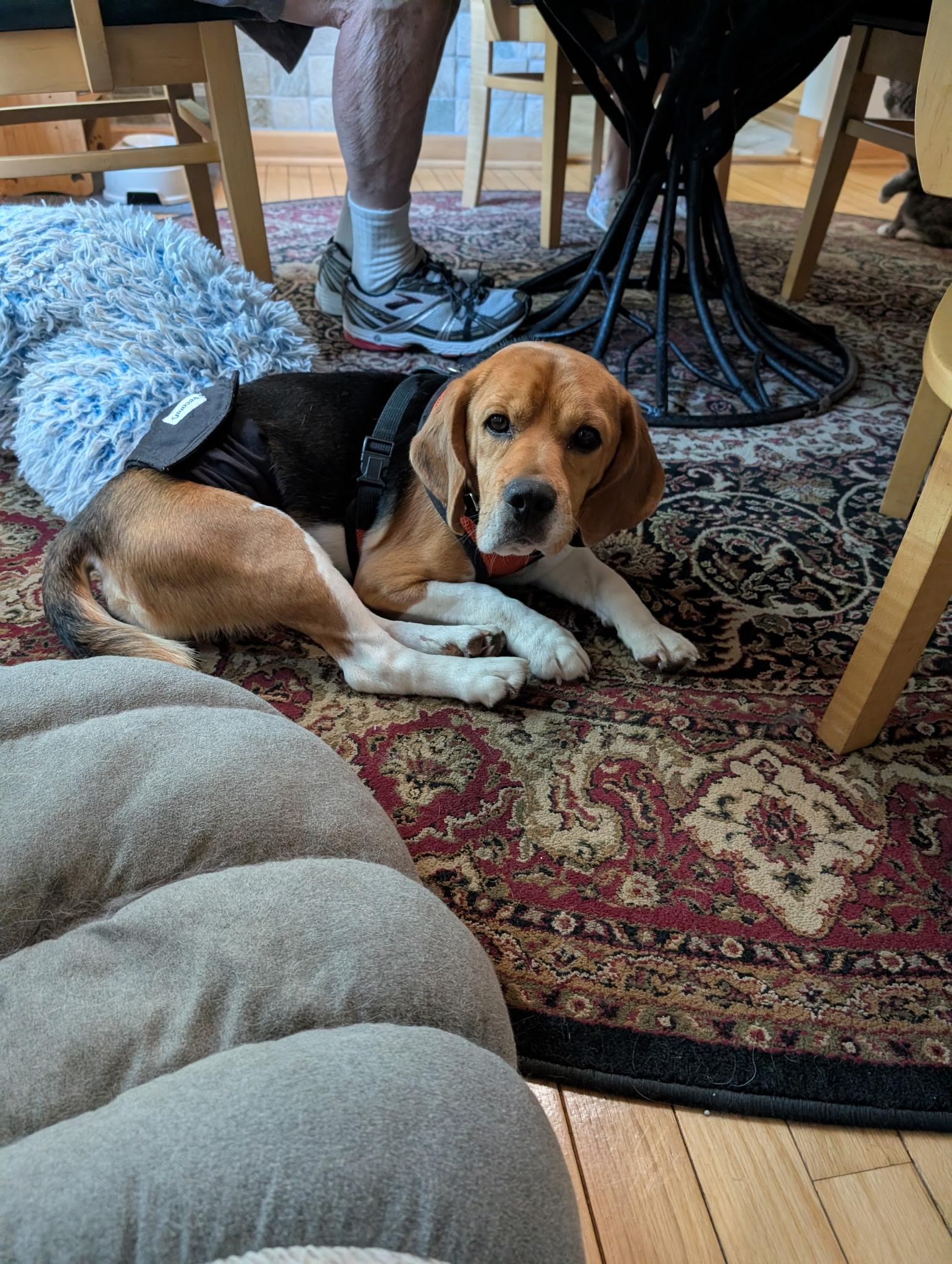 Enlarge Finn, a ADOPTABLE Beagle in Union Grove, WI image 2/5