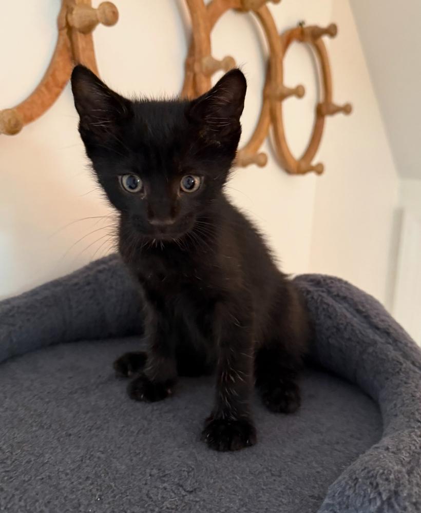 Piglet, Adoptable, Kitten Male Domestic Medium Hair.