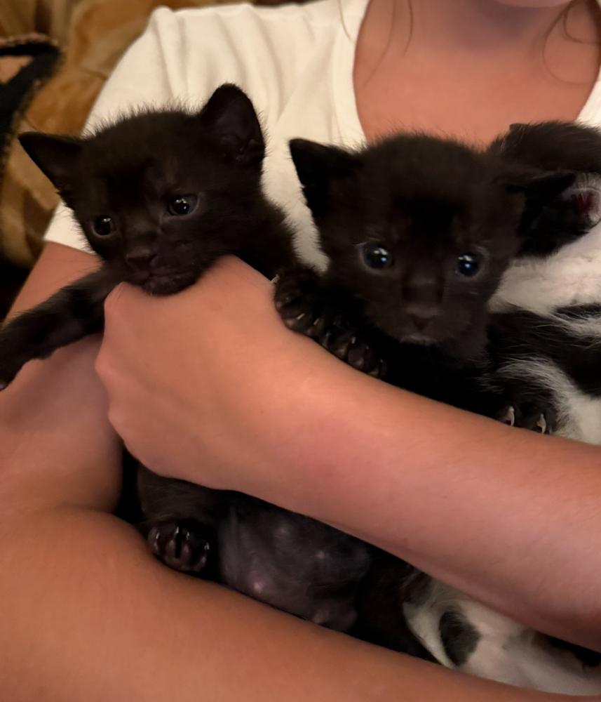 Enlarge Piglet, a Adoptable Domestic Medium Hair in Kinston, NC image 2/3