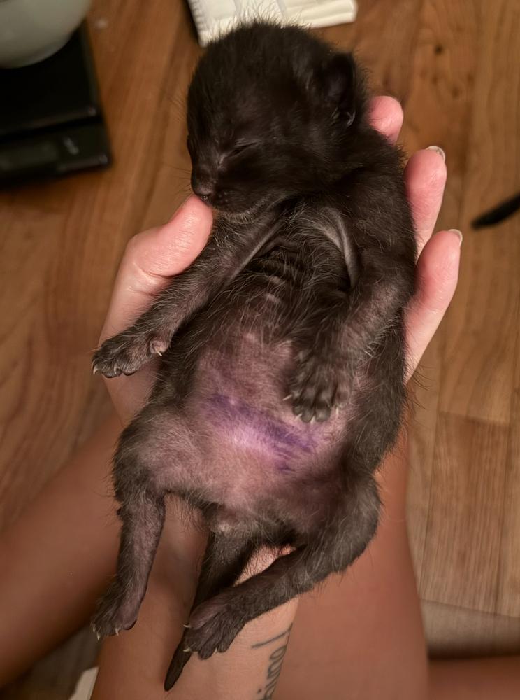 Enlarge Piglet, a Adoptable Domestic Medium Hair in Kinston, NC image 3/3