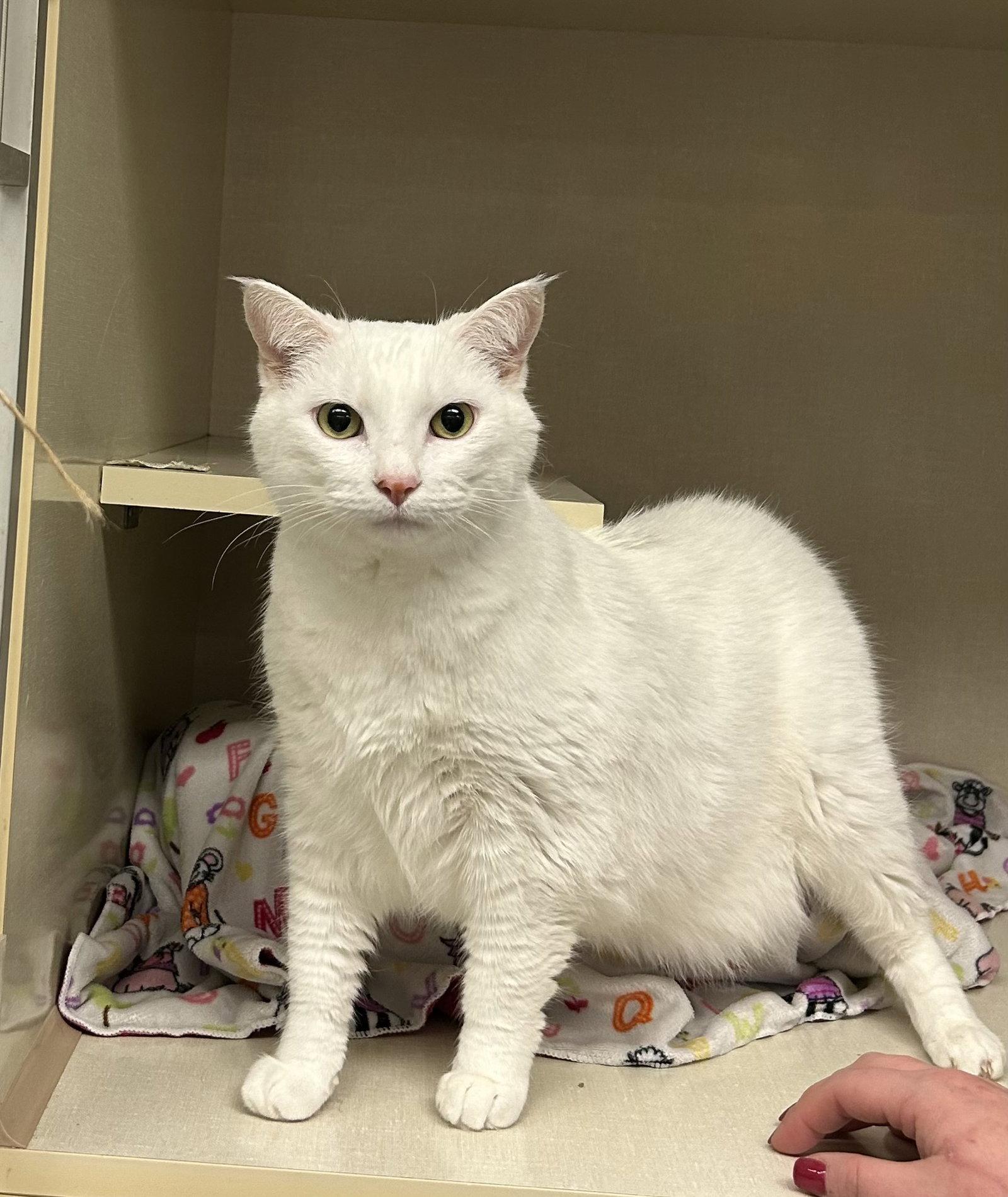 Artie, Adoptable, Senior Male Domestic Short Hair.