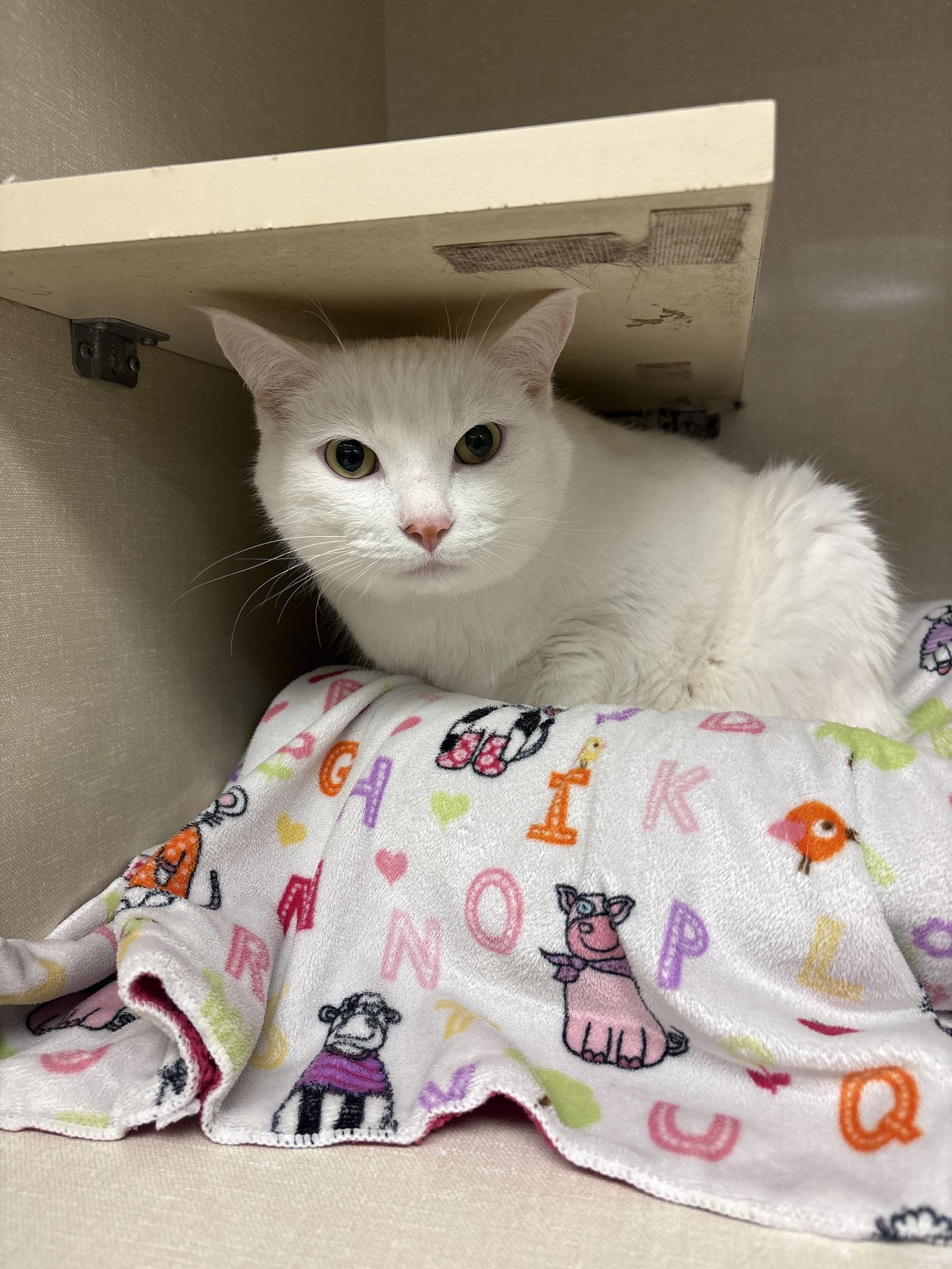 Enlarge Artie, a Adoptable Domestic Short Hair in Rochester, NY image 2/3