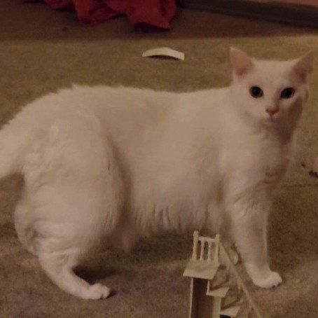 Enlarge Artie, a Adoptable Domestic Short Hair in Rochester, NY image 3/3