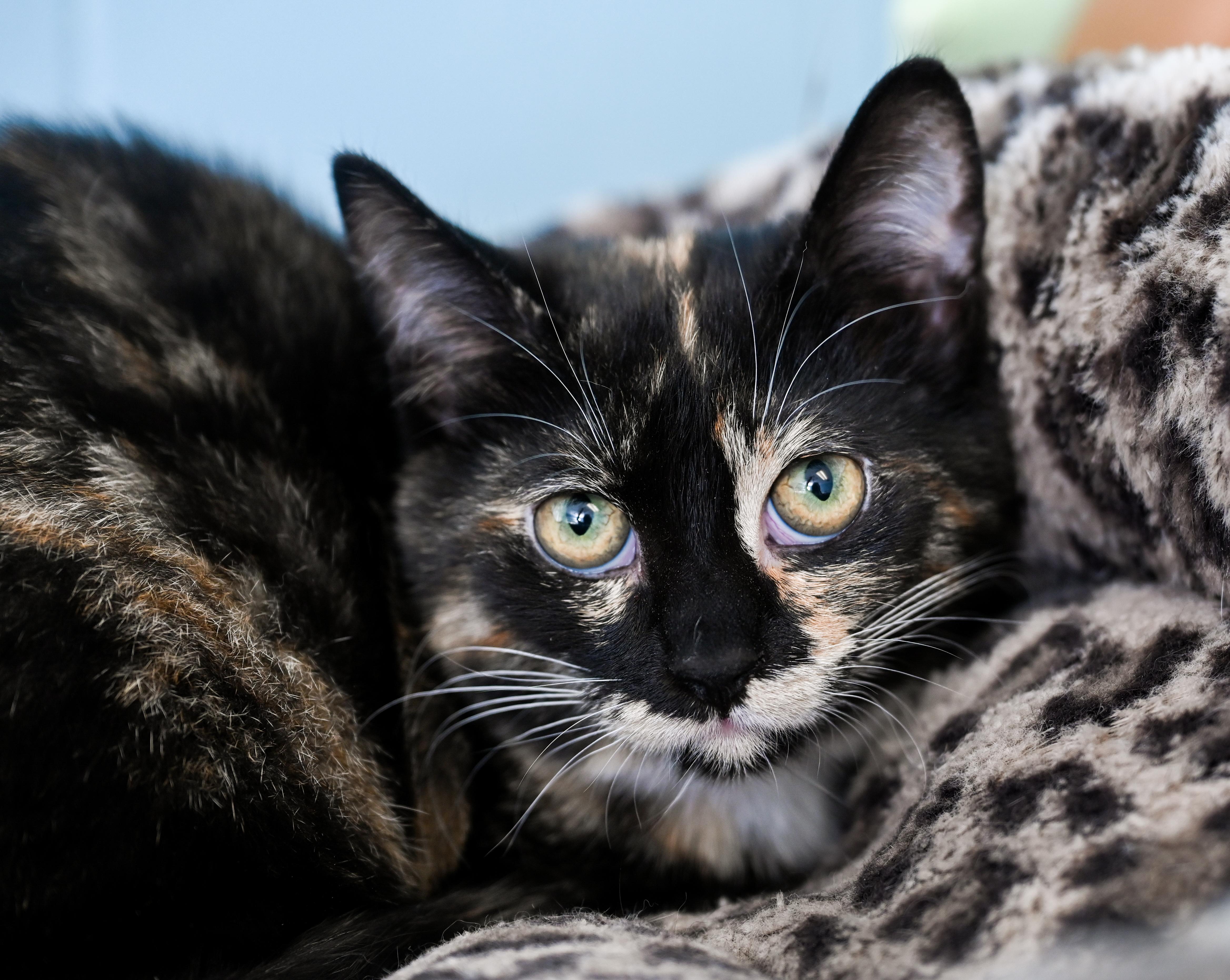 Enlarge Pastini, a ADOPTABLE mixed breed in Chattanooga, TN image 2/2